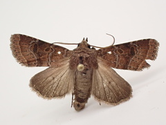 Protorthodes oviduca