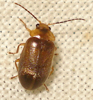 Microcara
