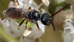 Halictus tripartitus