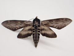 Sphinx poecila