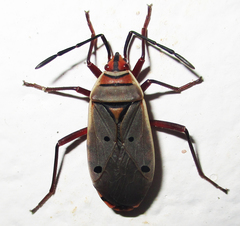 Probergrothius exsanguis