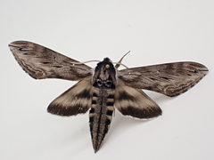 Sphinx poecila