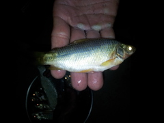 Redtail Brycon photo 2