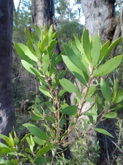 Persoonia lanceolata