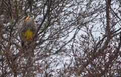 Anthochaera paradoxa