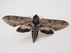 Sphinx poecila