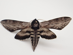 Sphinx poecila