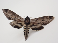Sphinx poecila