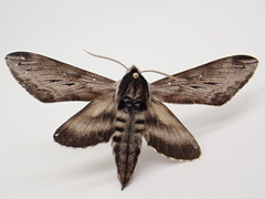 Sphinx poecila