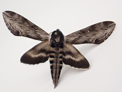 Sphinx poecila