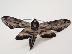 Sphinx poecila
