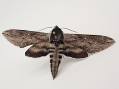 Sphinx poecila