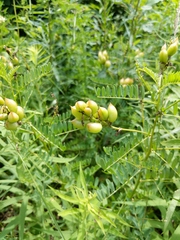 Astragalus neglectus