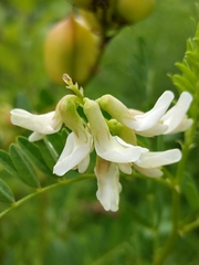 Astragalus neglectus