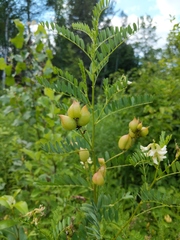 Astragalus neglectus