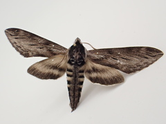 Sphinx poecila