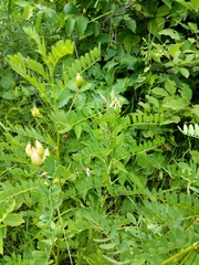 Astragalus neglectus