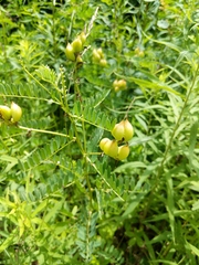 Astragalus neglectus