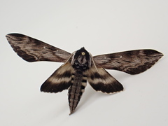 Sphinx poecila