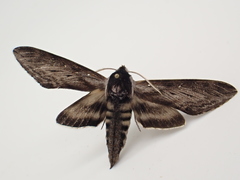 Sphinx poecila