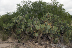 Opuntia alta