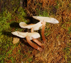 Collybia eucalyptorum