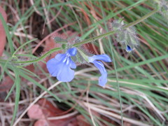 Salvia heterotricha