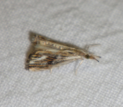 Catoptria verellus