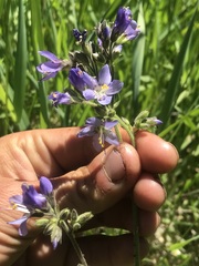 Polemonium occidentale occidentale