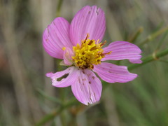 Cosmos landii