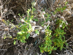 Tetragonia implexicoma