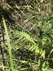 Polemonium occidentale occidentale