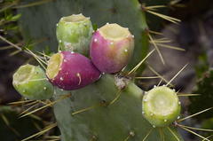 Opuntia alta