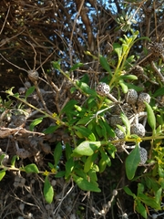 Tetragonia implexicoma