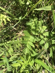Polemonium occidentale occidentale