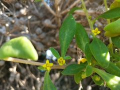 Tetragonia implexicoma