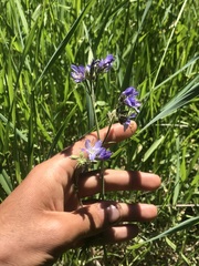 Polemonium occidentale occidentale