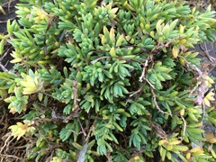 Suaeda novae-zelandiae