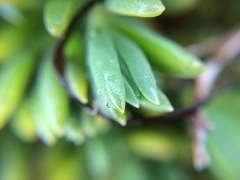 Suaeda novae-zelandiae