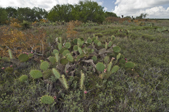 Opuntia gomei