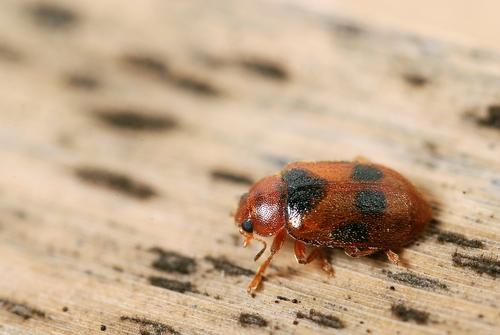 Spotted Marsh Ladybird, photo 4 of 10