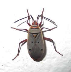 Probergrothius exsanguis