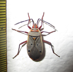 Probergrothius exsanguis