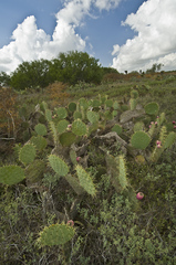 Opuntia gomei