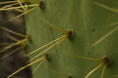 Opuntia gomei