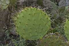 Opuntia gomei