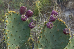 Opuntia gomei