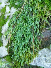 Entodon cladorrhizans