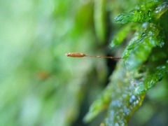 Entodon cladorrhizans