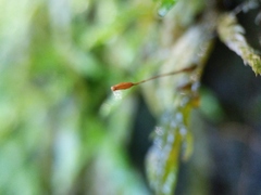 Entodon cladorrhizans
